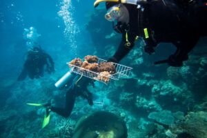 barrier reef